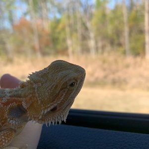 Meet your Posher, Cheyenne